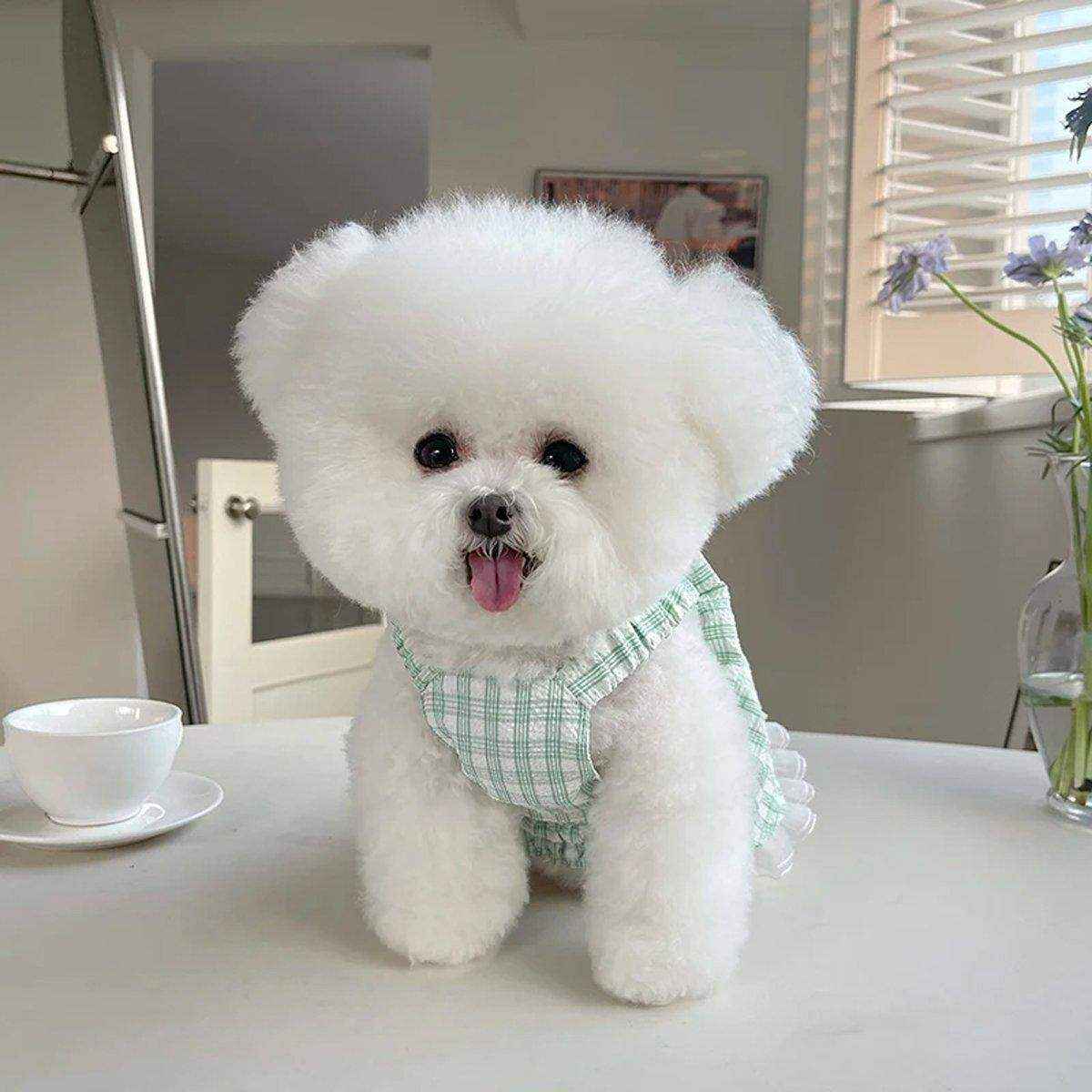 Dog Skirt Pet Clothes Spring And Summer - Image 12