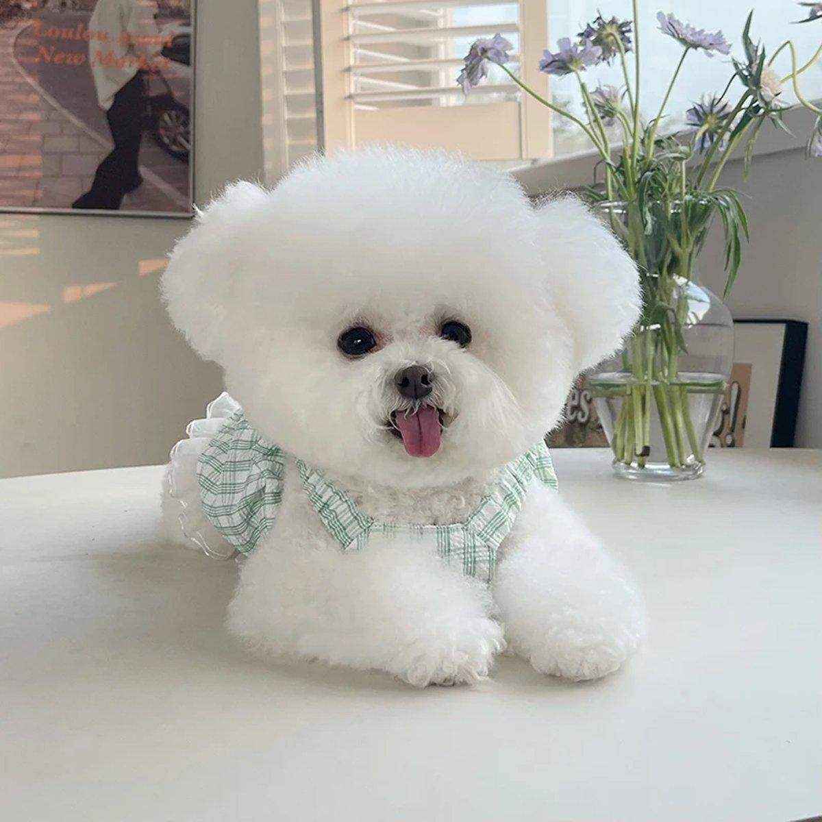 Dog Skirt Pet Clothes Spring And Summer - Image 14