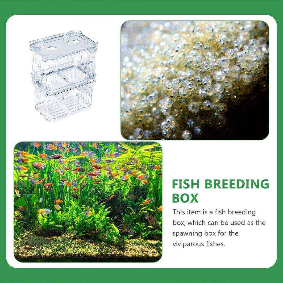 Transparent Guppy Breeding Box for Aquarium Fish Breeding and Isolation - Image 16