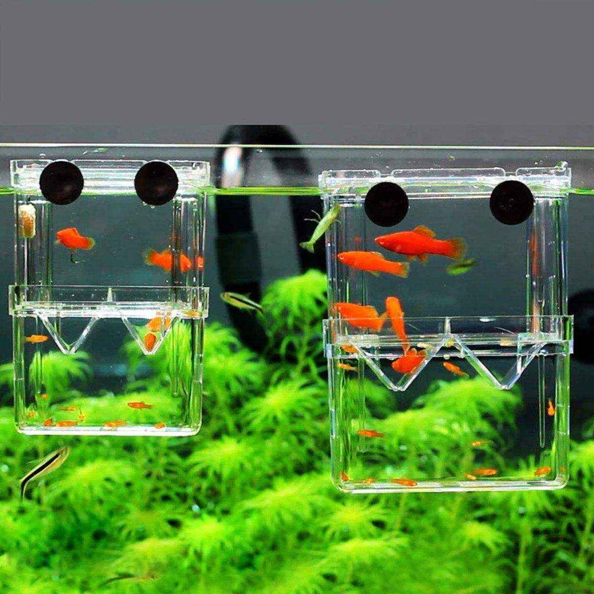 Transparent Guppy Breeding Box for Aquarium Fish Breeding and Isolation - Image 8
