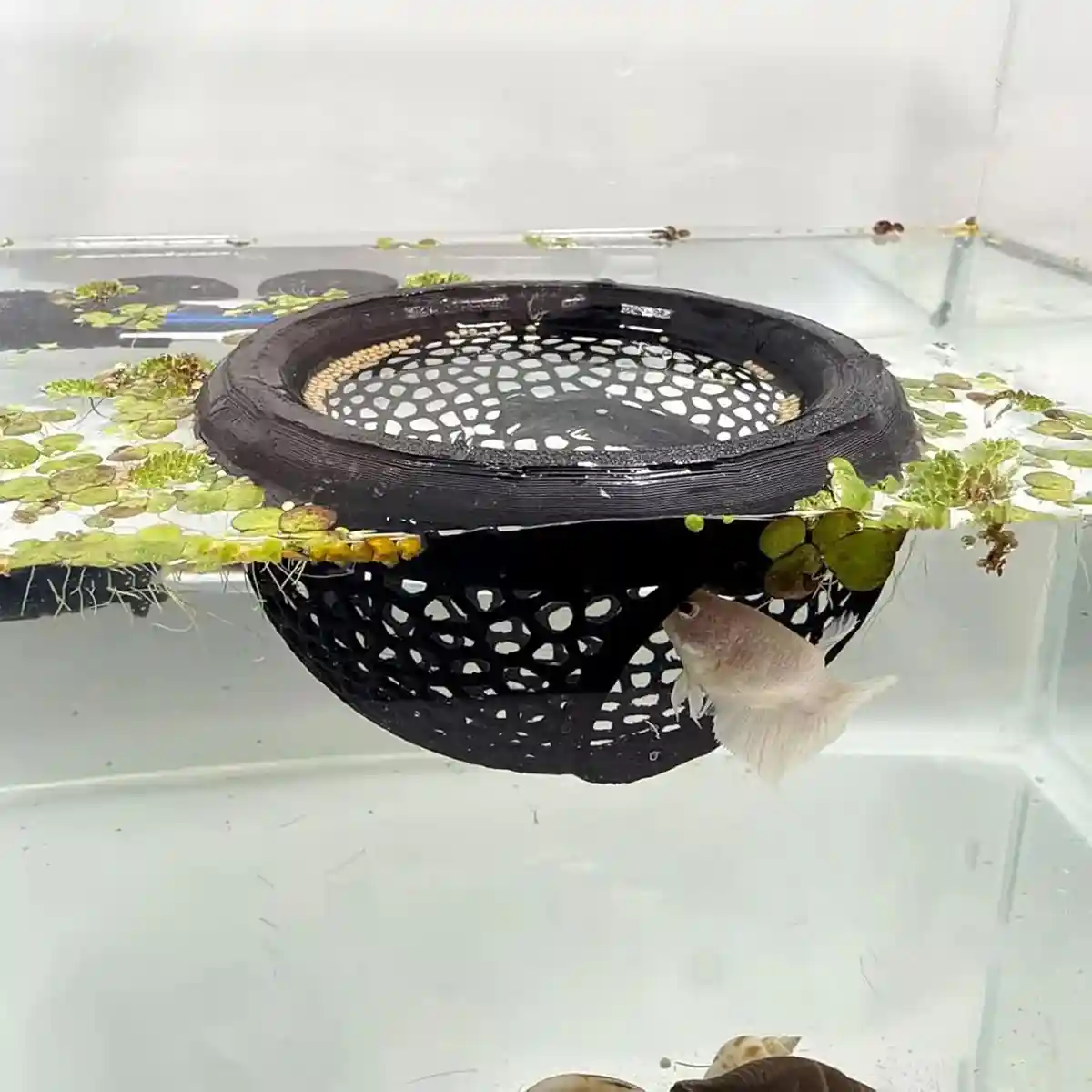 Floating Fish Lounge Resting & Hiding Area for Bettas and Small Fish - Image 4