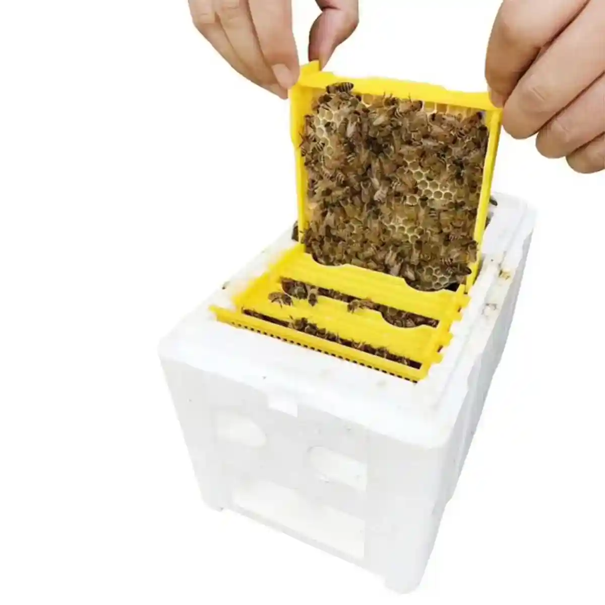 Insulated Foam Bee Boxes for Queen Rearing and Hive Expansion - Image 3