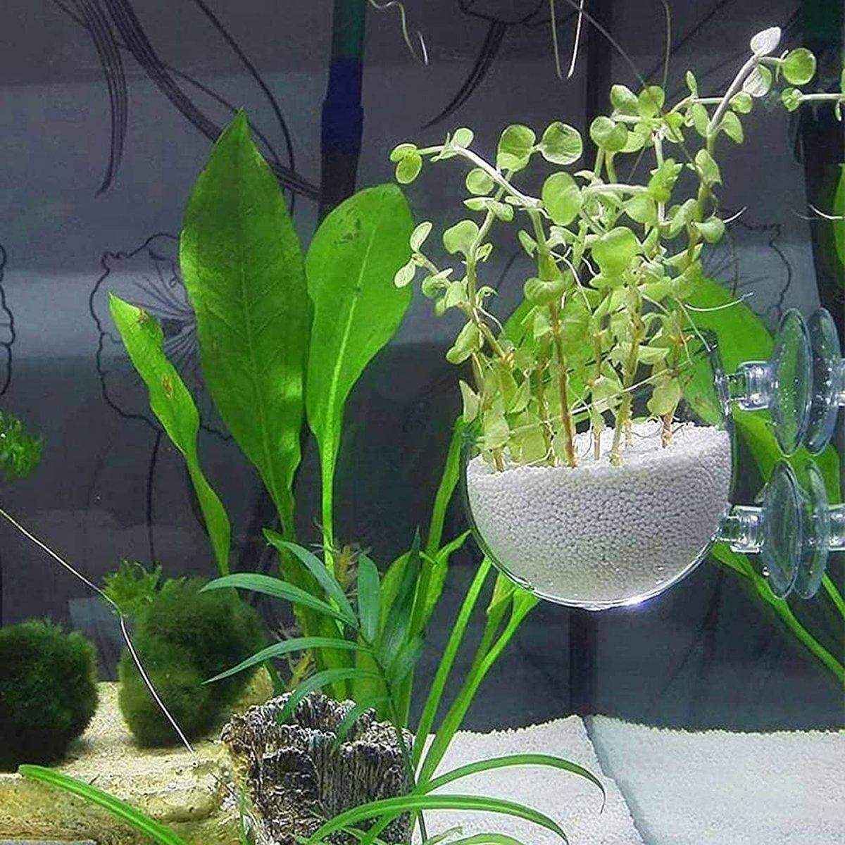 Aquarium Plant Cup for Breeding and Aquascaping Glass Water Plant Holder - Image 13