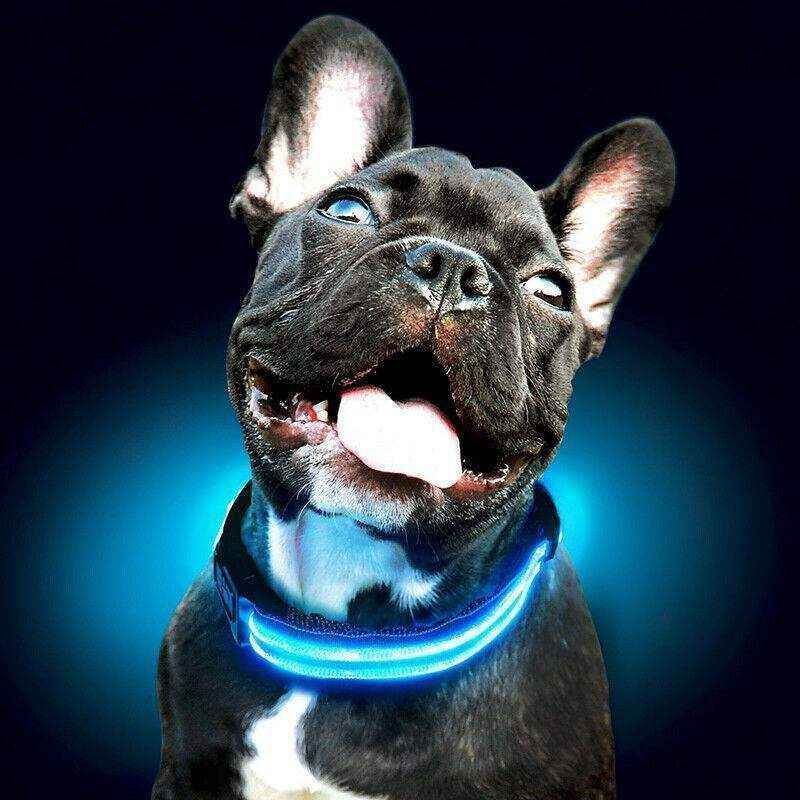 USB Rechargeable Glow Dog Collar LED Light-Up Safety Collar for Night Walks - Image 6