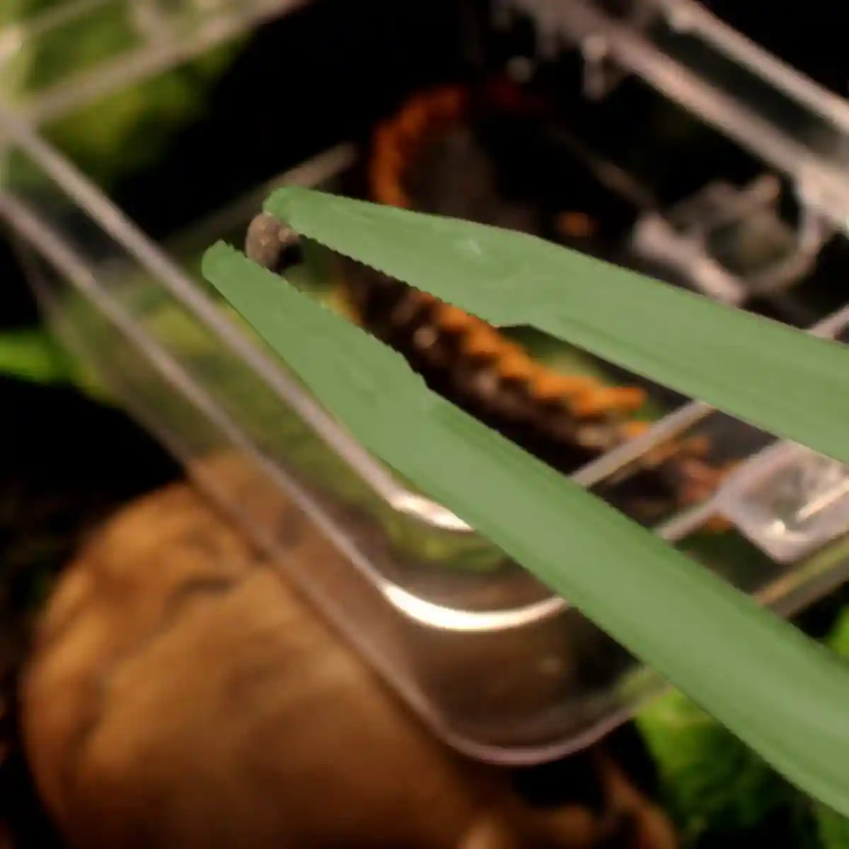 Luminous Tweezers 18cm Straight Feeding Tool For Reptile Tortoise Lizard Frog Spider - Image 9