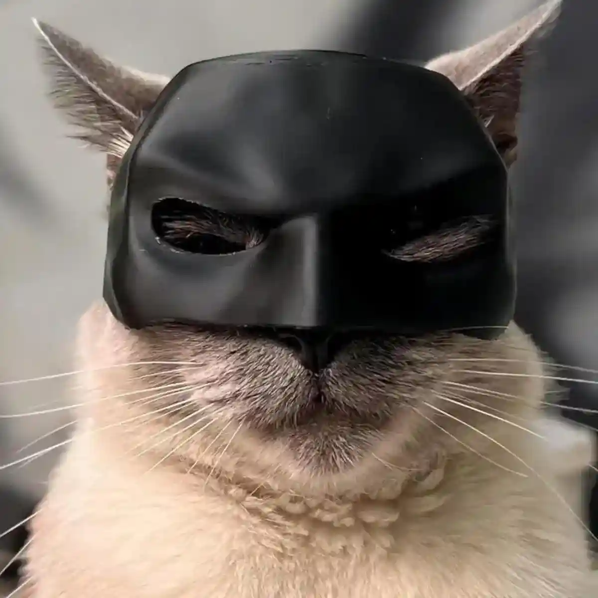 Halloween Bat Mask Cat Mask Pet Costume Accessories - Image 11