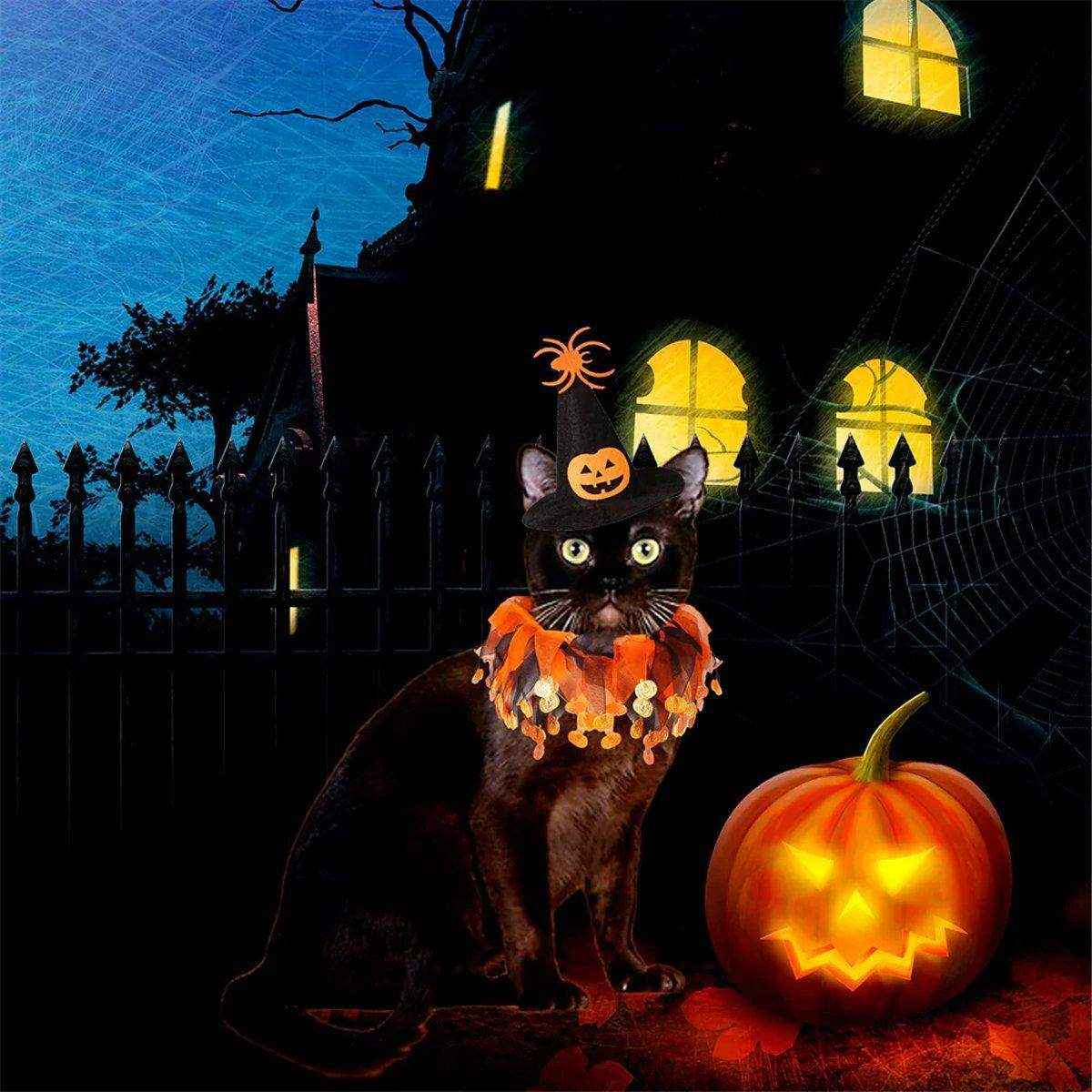 Halloween Cat Costume - Skull Pattern Hat and Scarf Set - Image 9