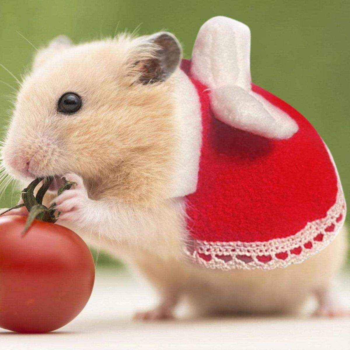 Multi-coloured Bow Hamster Clothes Cute Mini Pet Outfits for Small Squirrel Pets - Image 13