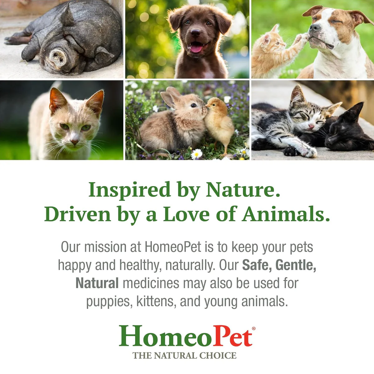 HOMEOPET CAT SKIN & ITCH 
15ML - Image 7