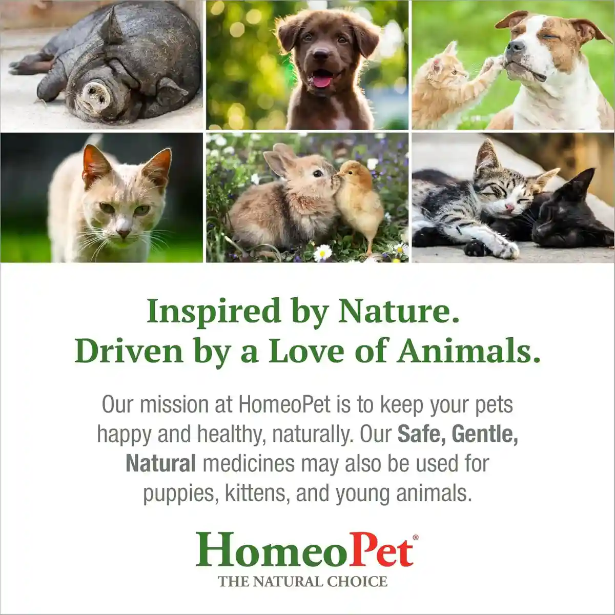 HomeoPet Travel Anxiety Relief Drops for Pets 15mL - Image 10