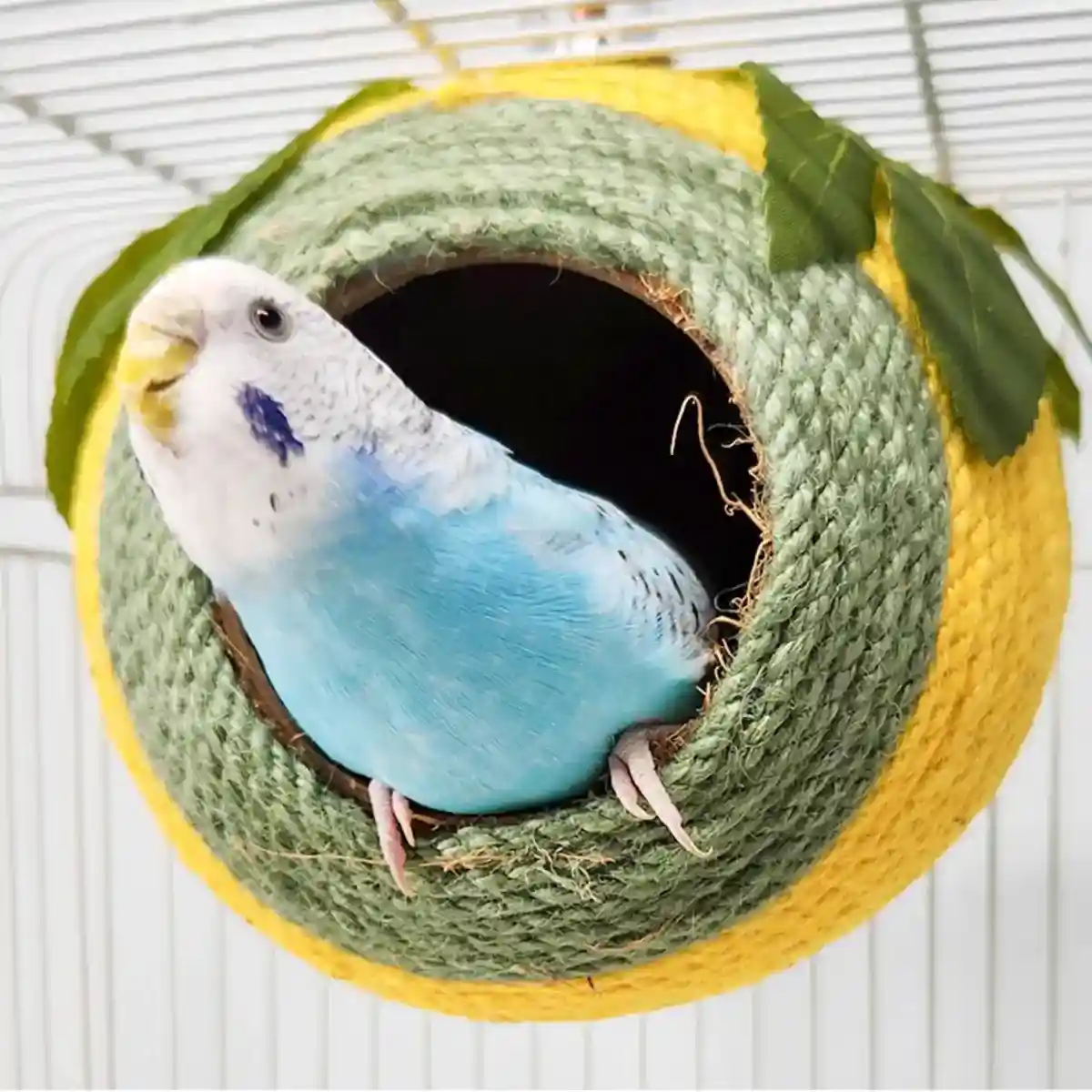 Natural Coconut Shell Bird Nest with Hanging or Screw Mount - Image 5