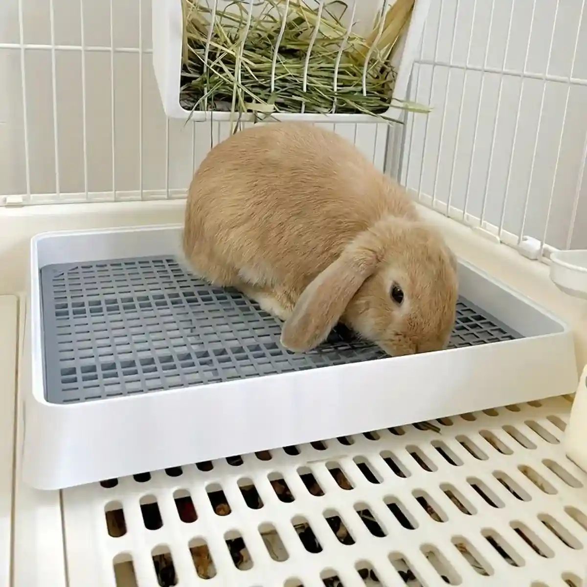 Large Rabbit Litter Box with High-Sided Design - Image 8