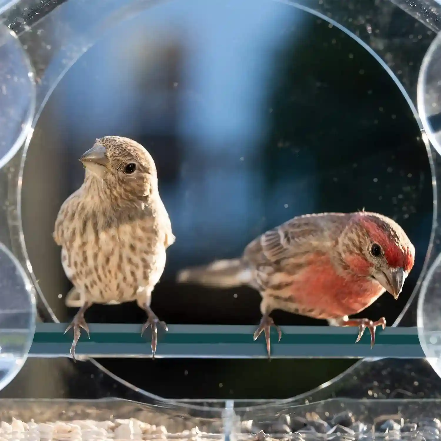 Large Window Bird Feeder 20.5*15*21.5cm - Image 10