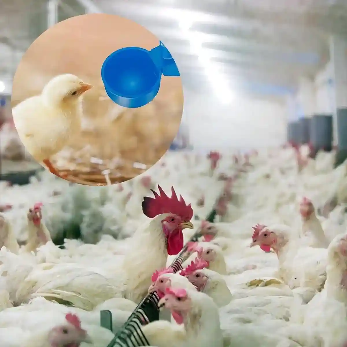 Leak-Proof Automatic Poultry Water Feeder Durable & Easy Install 6pcs - Image 14