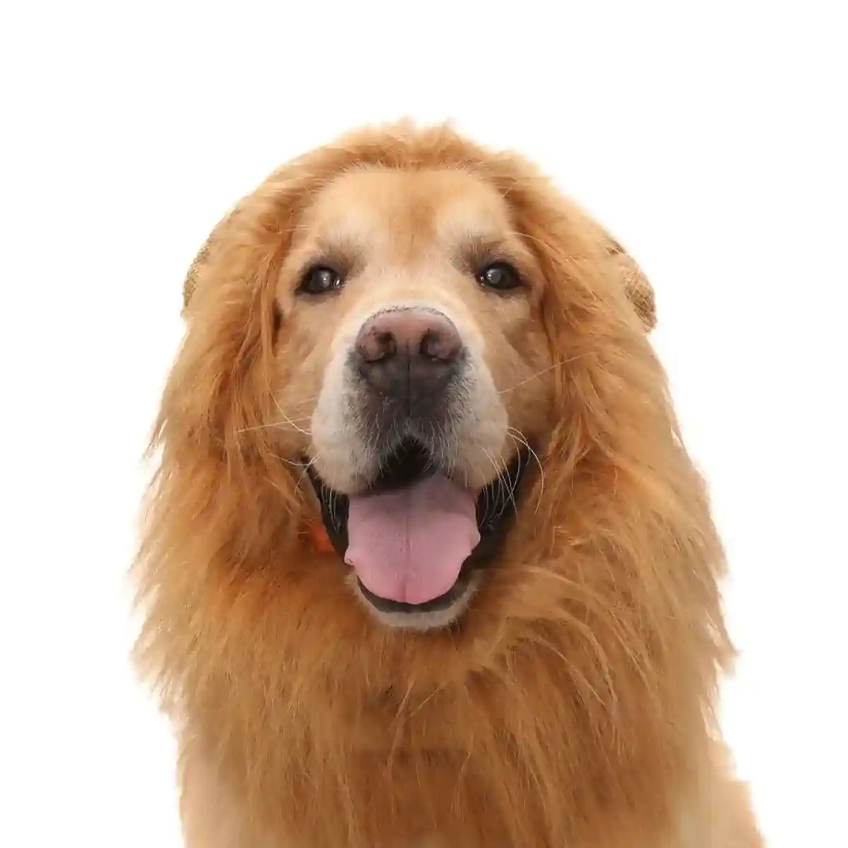 Lion Costume Mane Wig Large Dog Fancy Dress Up Party for Pet Halloween Clothes - Image 13