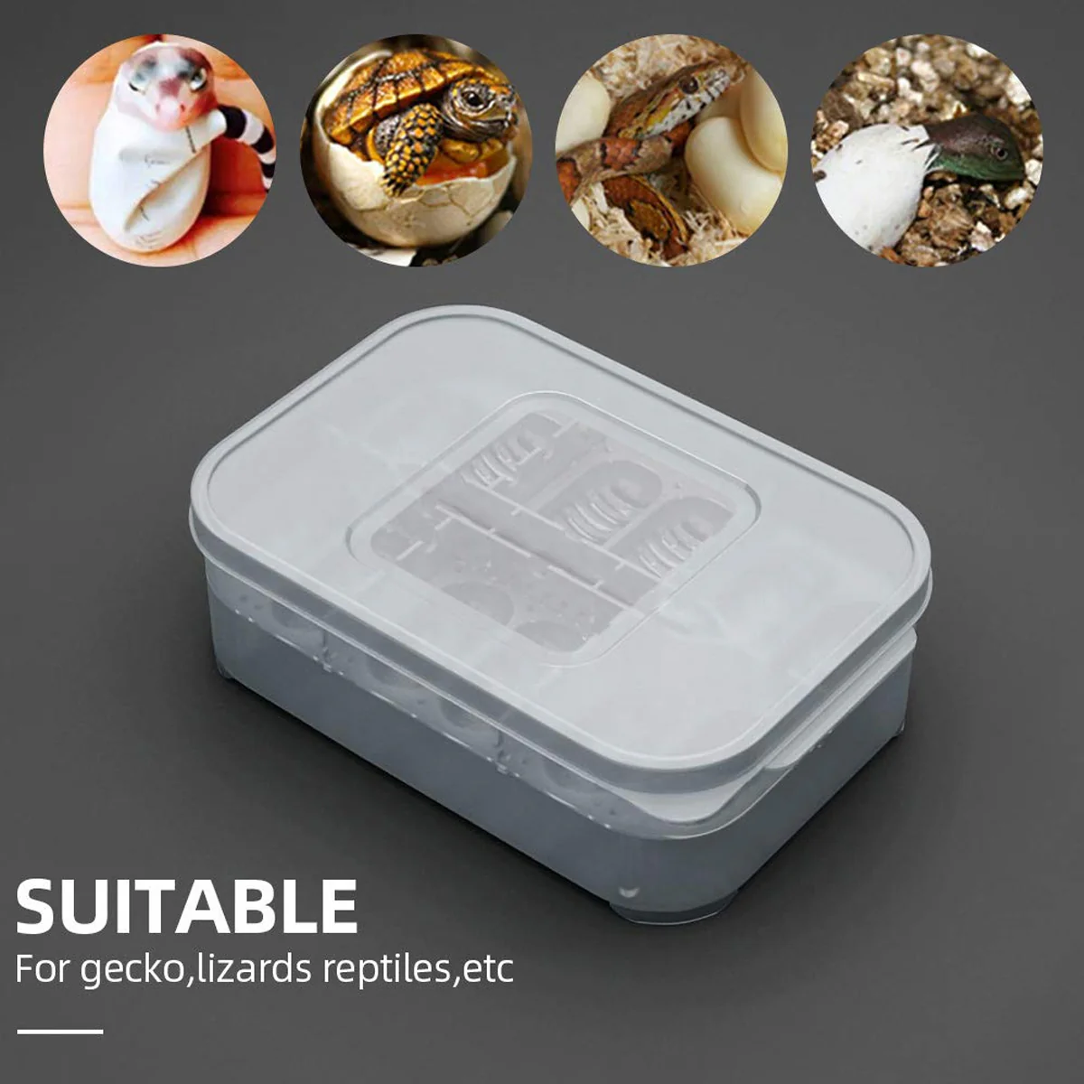 Lizard Hatching Box 12 Holes Reptile Egg Incubator - Image 10