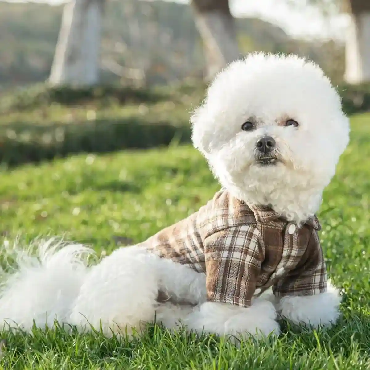 Medium And Large Dog Dog Cat Corgi Chai Dog Shirt Suit Dress - Image 16