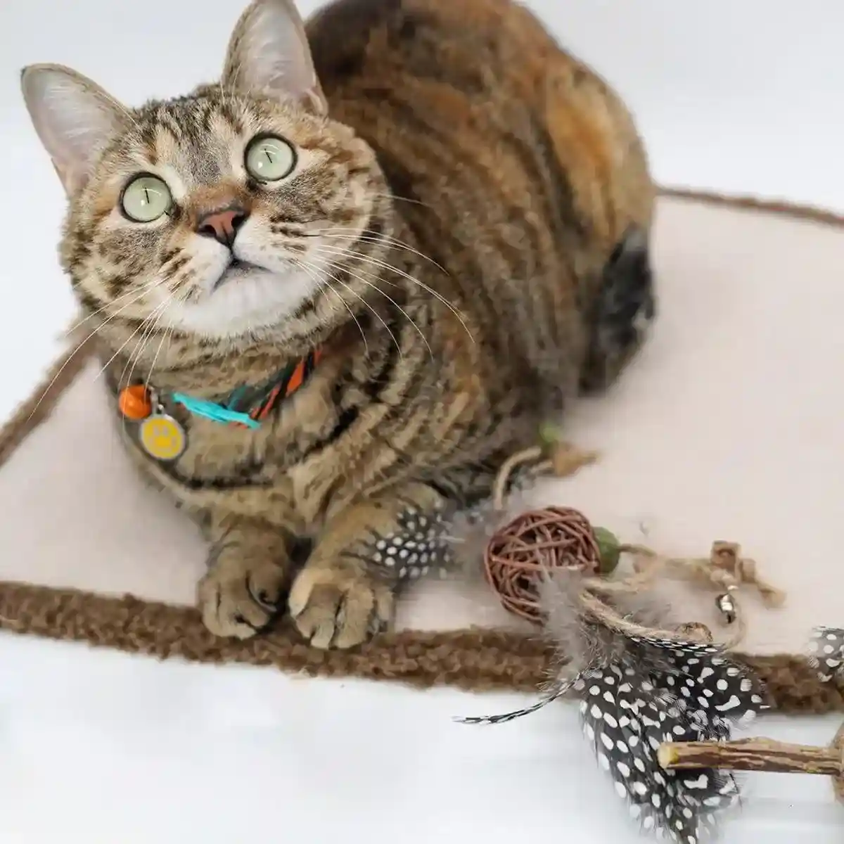 Natural Catnip Feather Toy for Cats Interactive Play & Chew Toy - Image 10