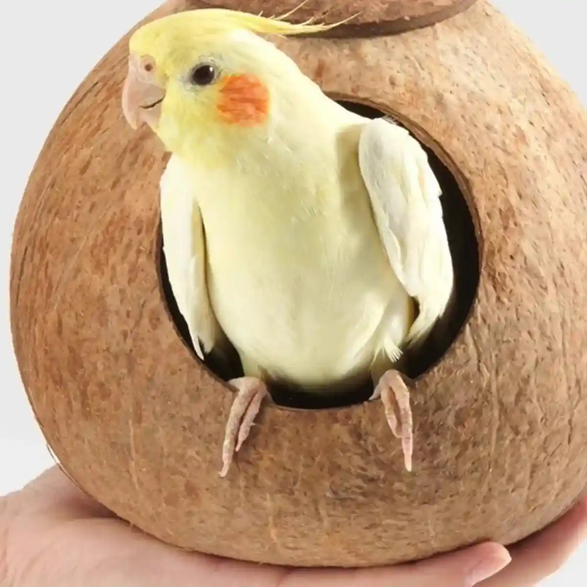 Natural Coconut Shell Bird Nest Safe & Cozy Bird House - Image 5