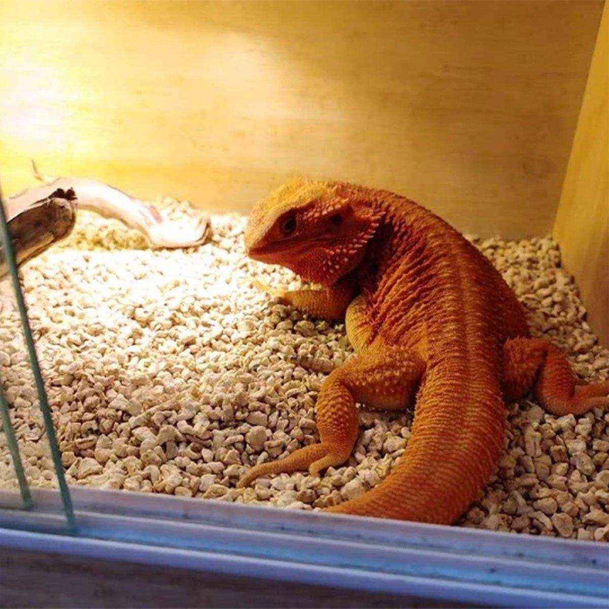 Natural Corn Cob Reptile Bedding Eco-Friendly 1000g Substrate for Reptiles - Image 4