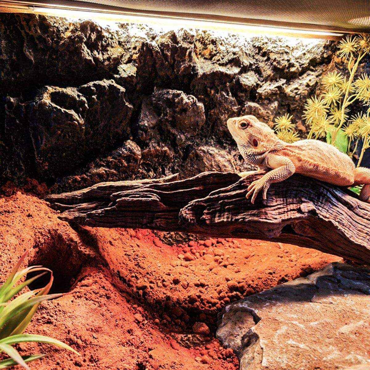 Natural Desert Bedding for Reptiles Safe & Dust-Free - Image 10