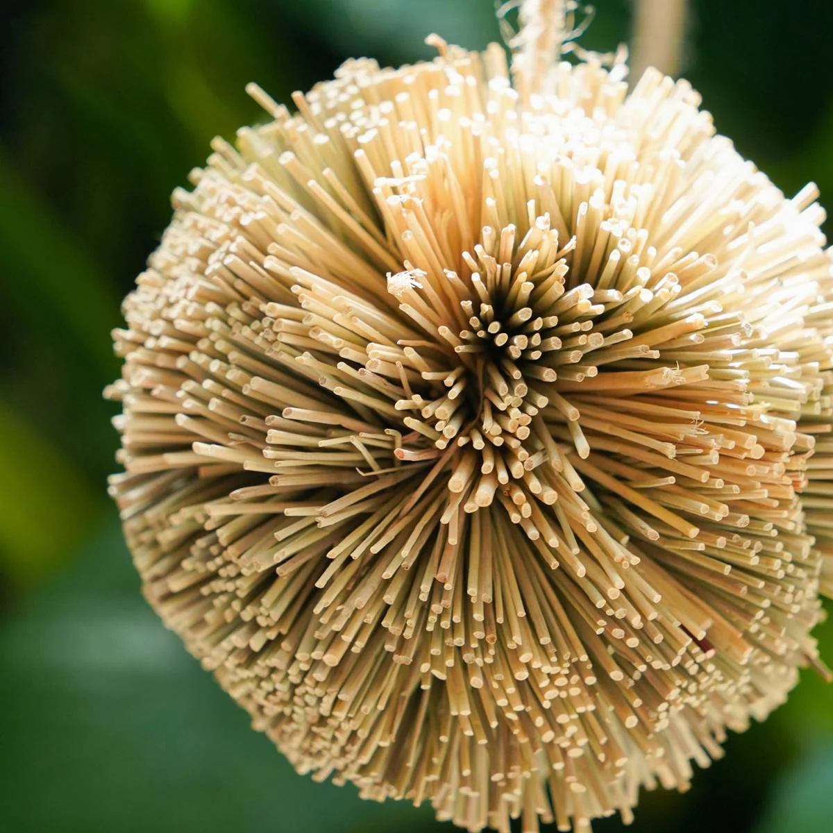 Natural Parrot Chew Toy Ball - Image 11