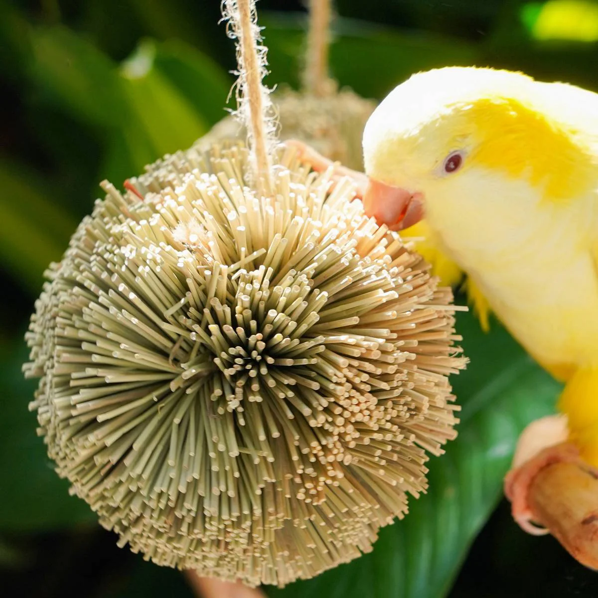 Natural Parrot Chew Toy Ball - Image 12