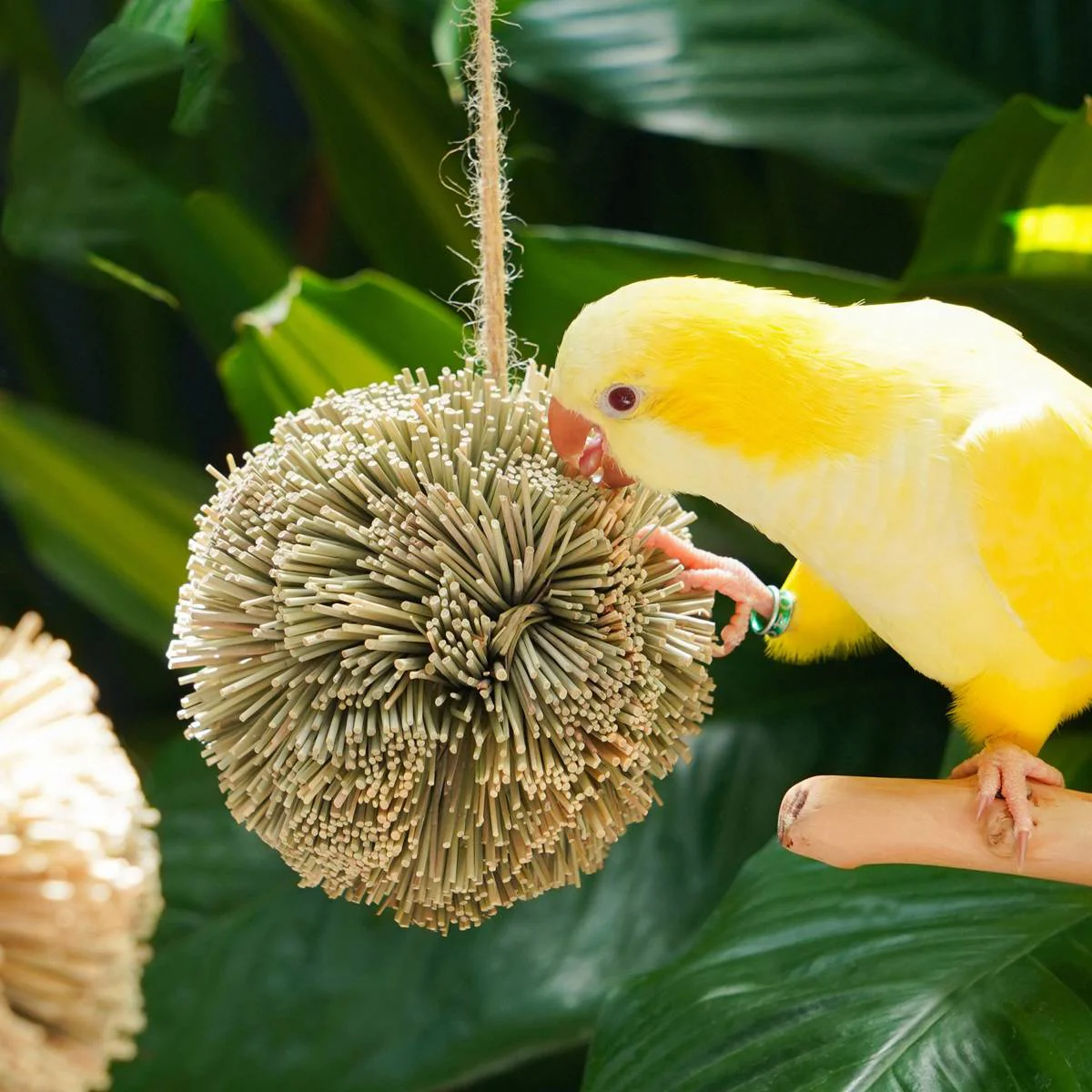 Natural Parrot Chew Toy Ball - Image 9