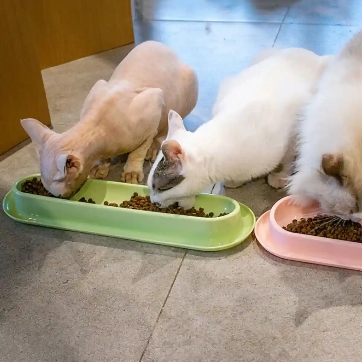 Non-Slip Cat Feeding Bowl Anti-Spill Single Food Dish for Kittens - Image 13