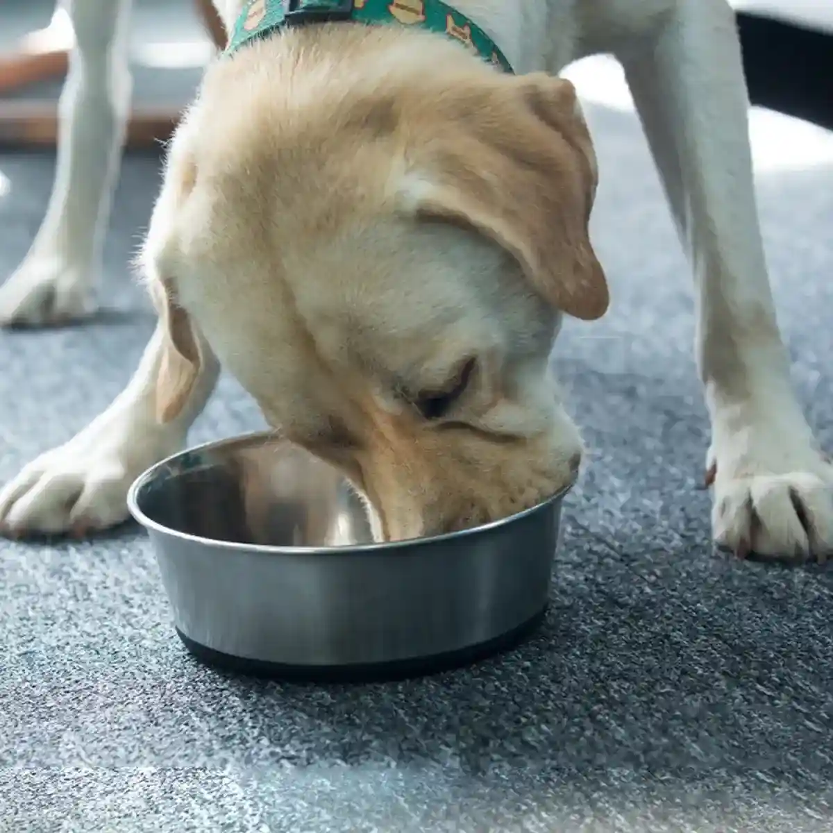 Stainless Steel Pet Dish with Non Slip Dog Bowl Base for Clean Feeding - Image 12