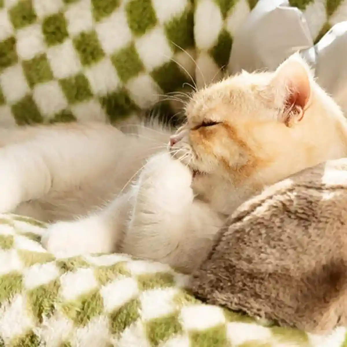 Orthopedic Cat & Dog Sofa Bed Supportive & Cozy Pet Couch - Image 12