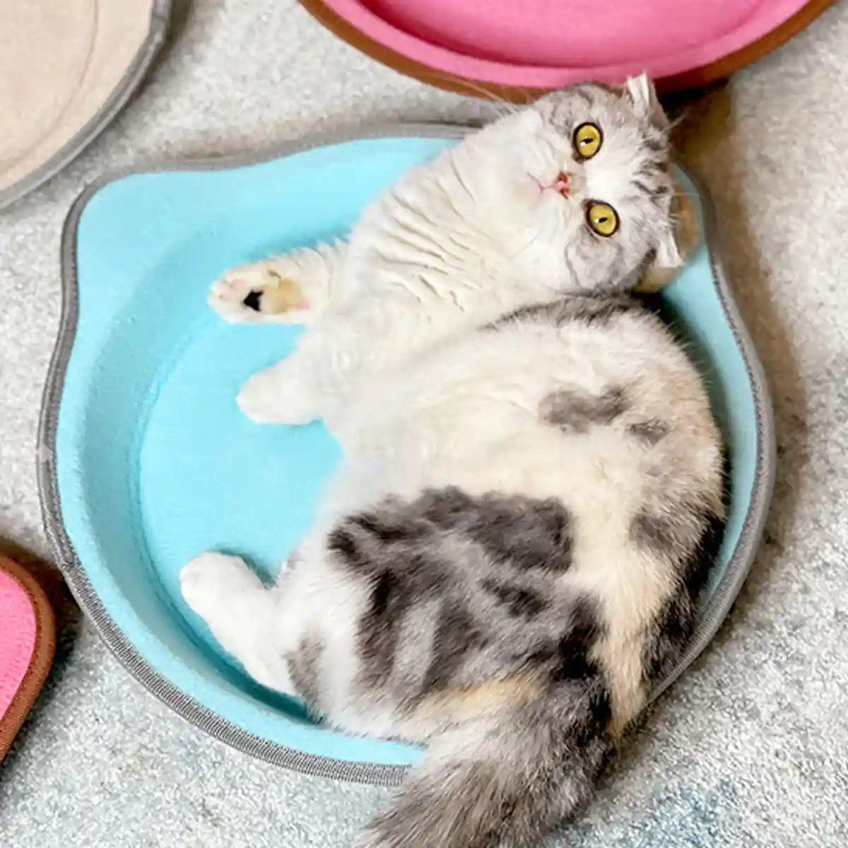 Paper Cat Scratching Board Multi-Use Toy Scratcher & Bed for Cats - Image 12