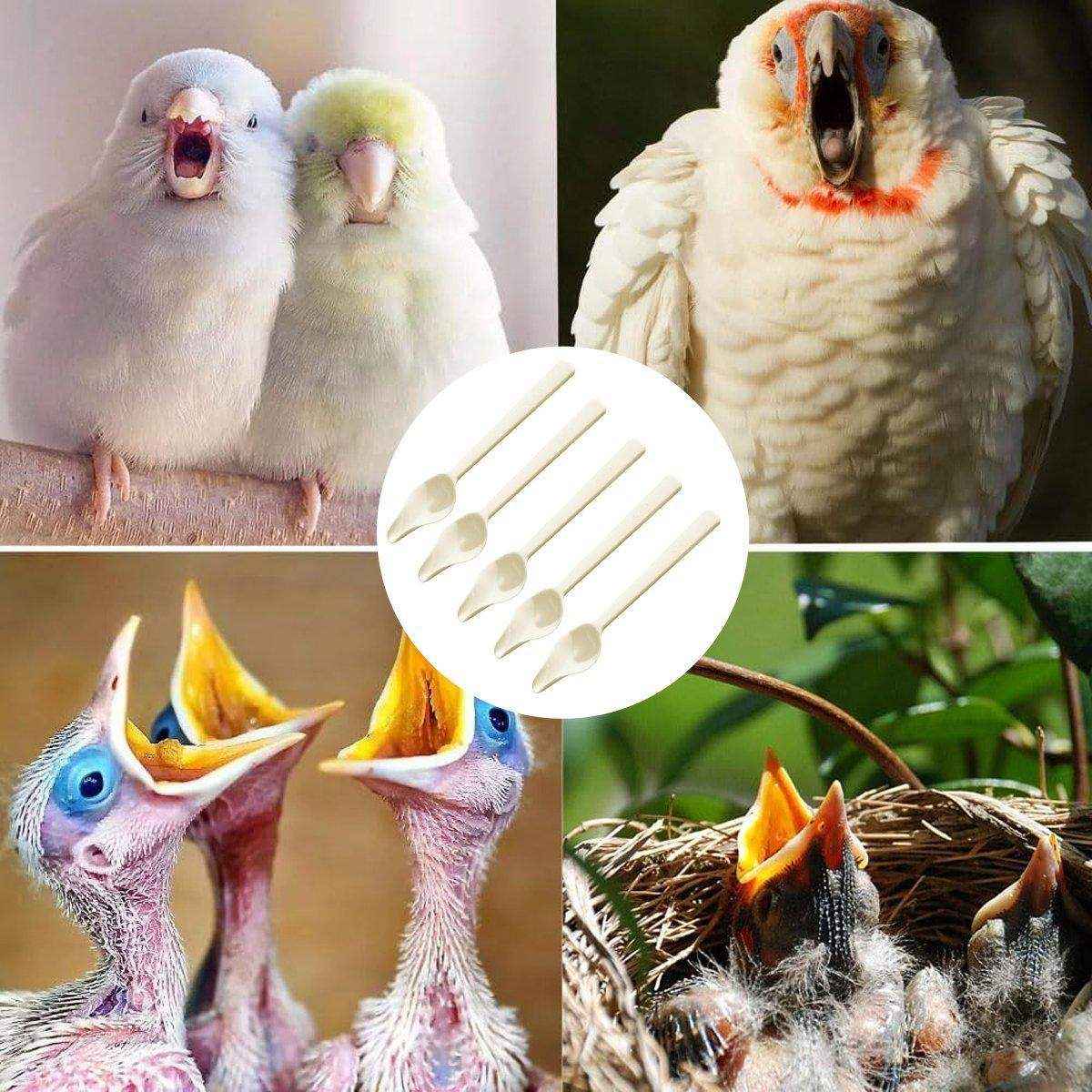 Parrot Feeding Spoon - Baby Bird Feeder Spoon 5PCS - Image 13