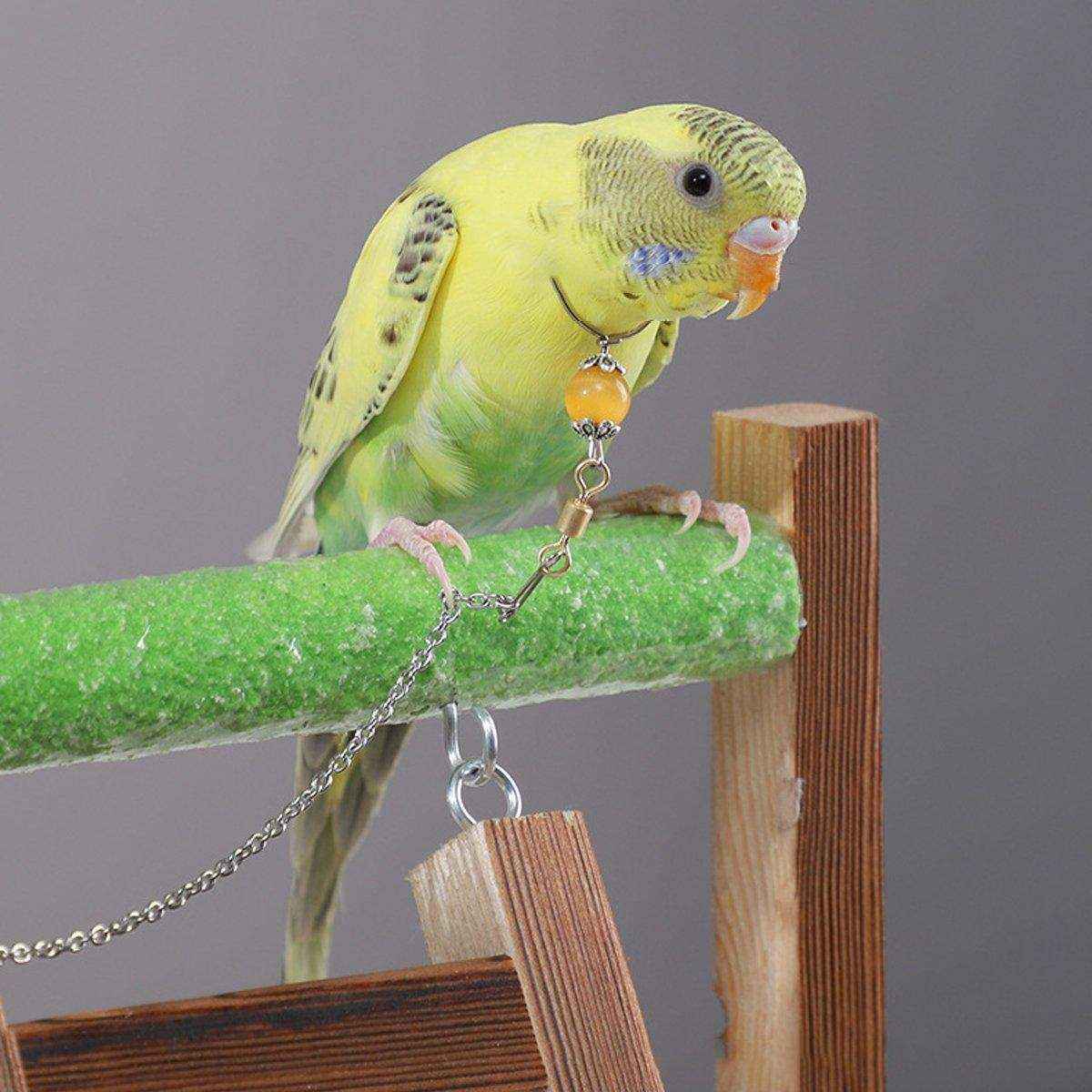 Adjustable Parrot Collar with Opal Necklace and Stainless Steel Chain - Image 11