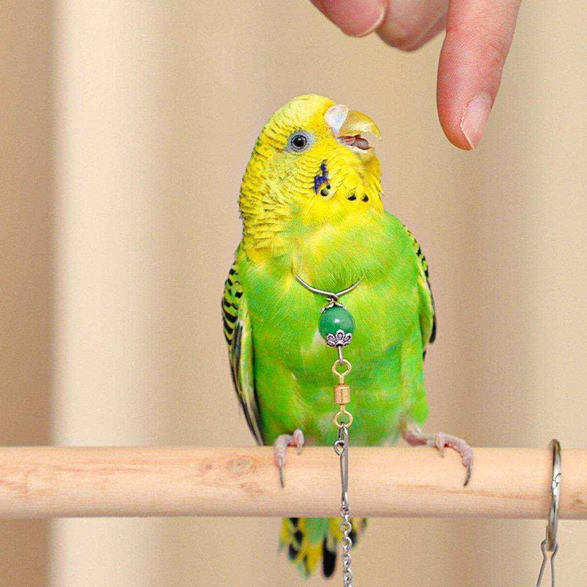Adjustable Parrot Collar with Opal Necklace and Stainless Steel Chain - Image 15
