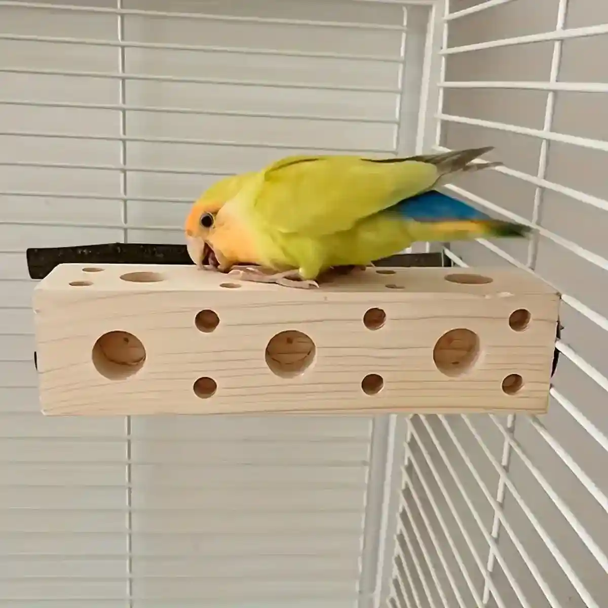 Parrot Stand Toy for Bird Cage Durable Pine Wood Perch for Exercise and Play - Image 9