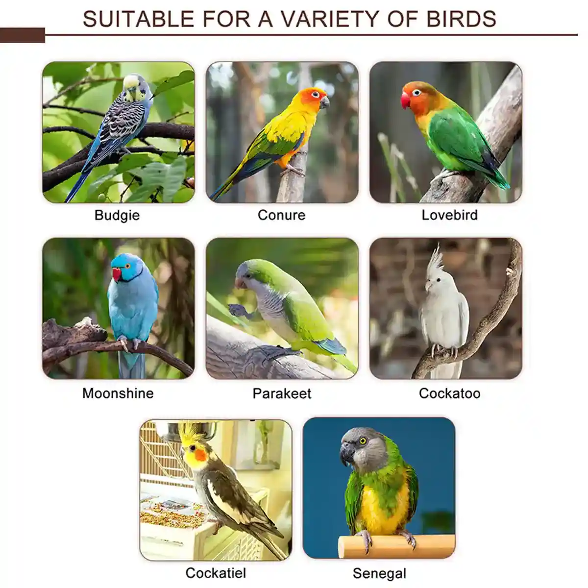 Climbing Ladder Parrot Stand with Natural Perches for Birds - Image 9