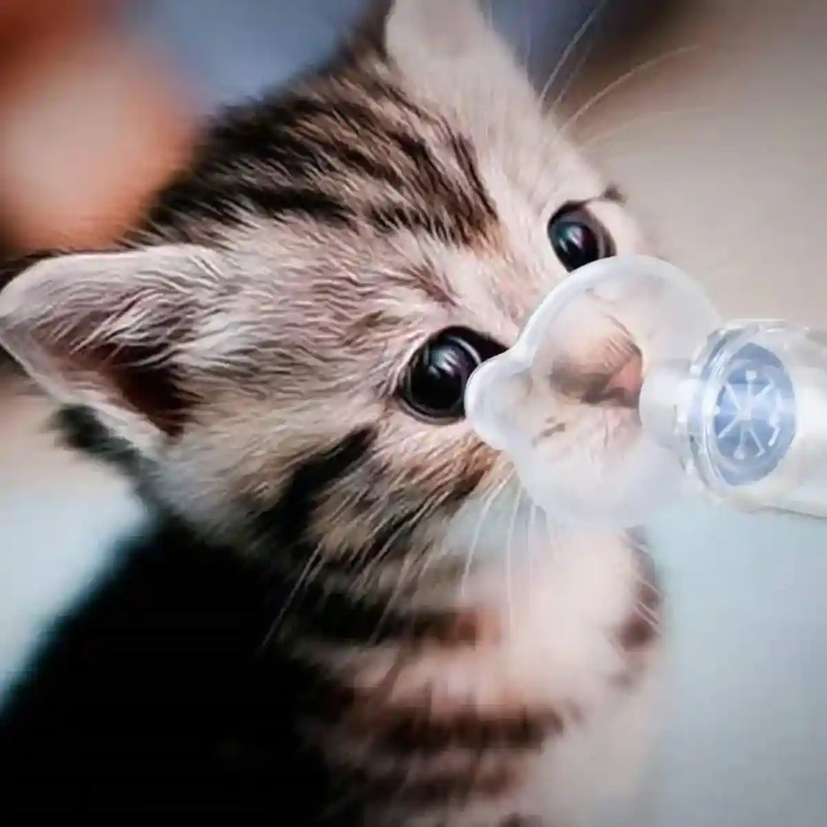 Pet Aerosol Room Cat and Dog Inhaler Mask Handheld Inhaler - Image 9