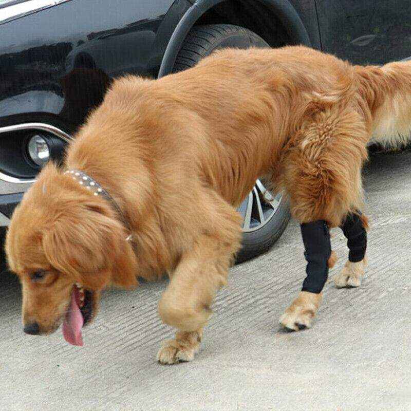 Pet Dog Knee Support S/M/L/XL - Image 8