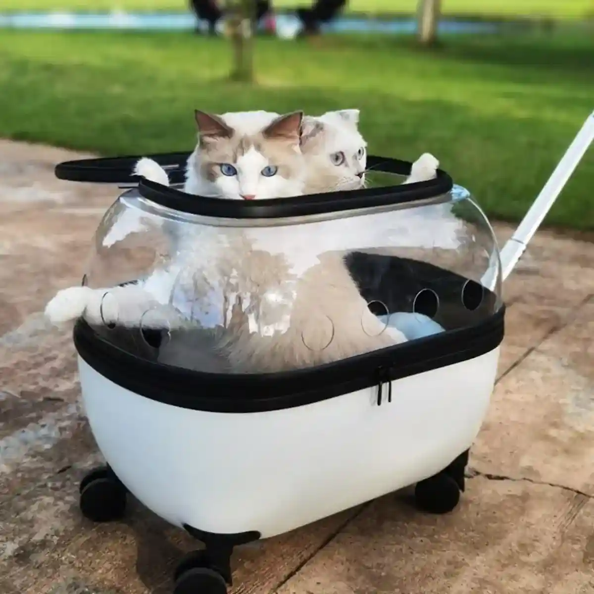 Pet Trolley with Skylight Design Convenient Travel Carrier for Cats and Small Pets - Image 12