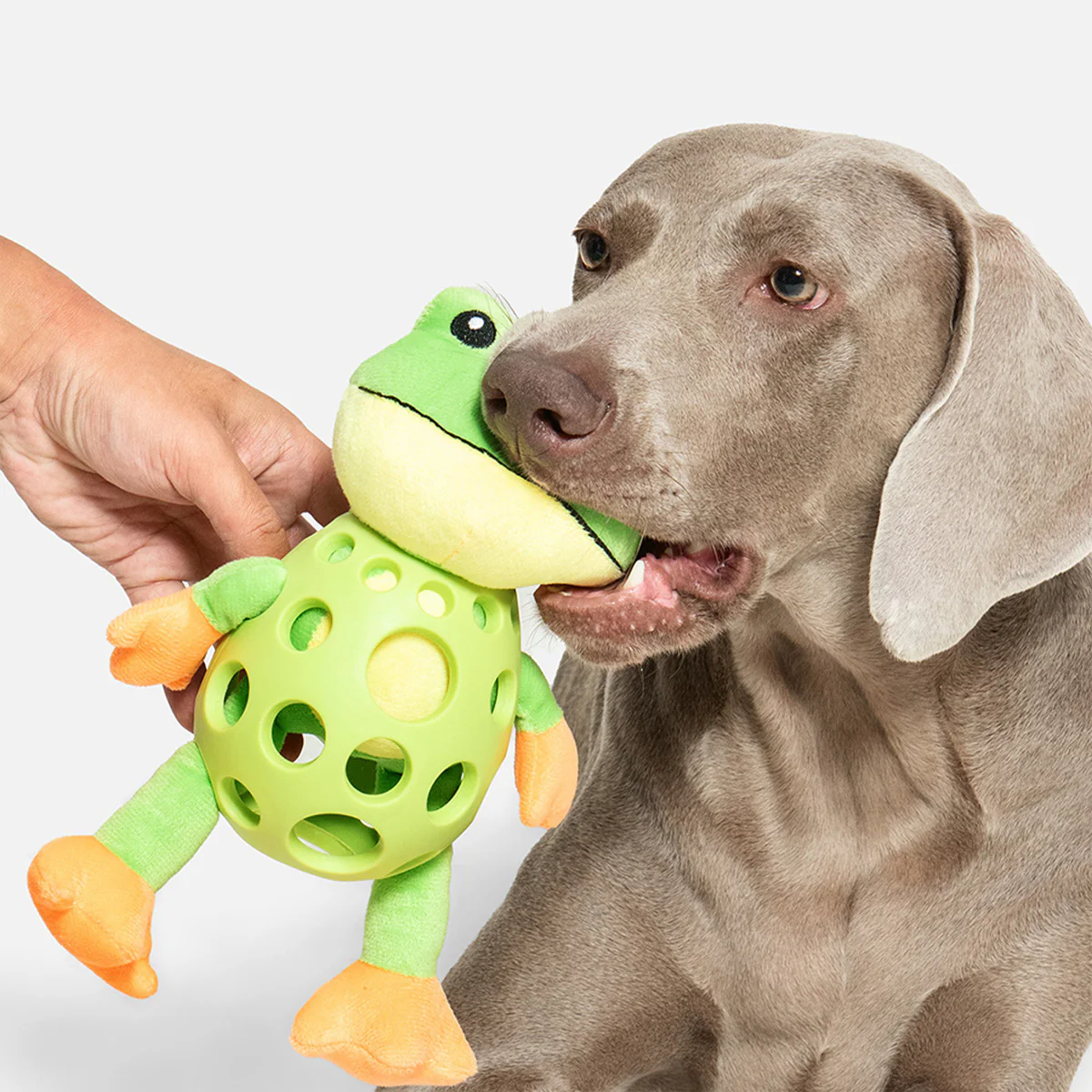 Plush Dog Toy Squeaky Frog Chew Toy - Image 15