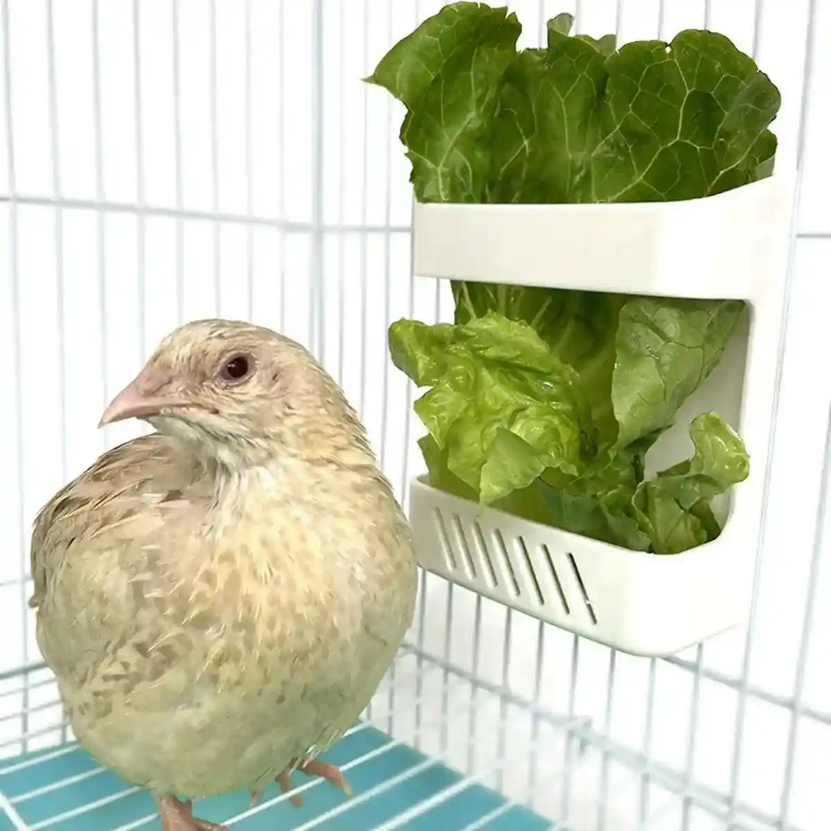 Wall-Mounted Poultry Feeder for Chickens & Small Animals Clean Feeding Solution - Image 9