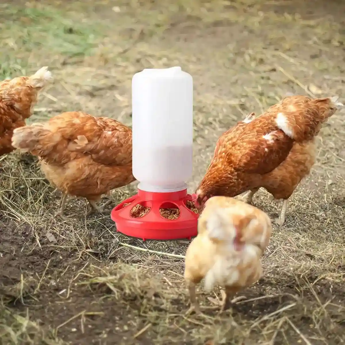 Space-Saving Chick Waterer Set with Adjustable Poultry Feeder - Image 9