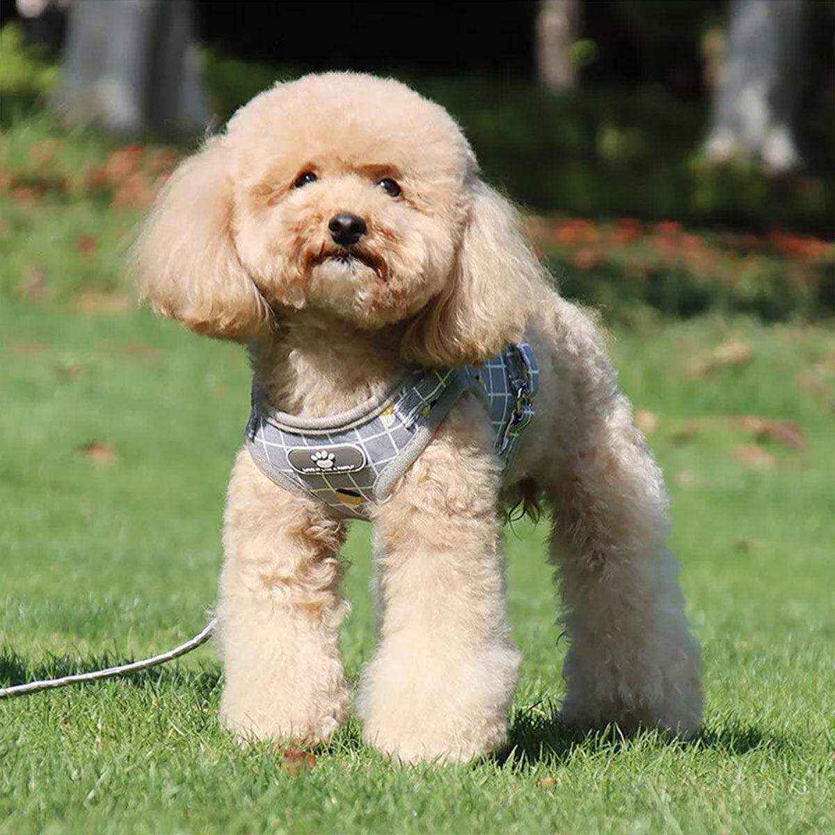 Adjustable Mesh Pet Vest Harness & Leash Cat Dog Kitten Walk Collar - Image 6