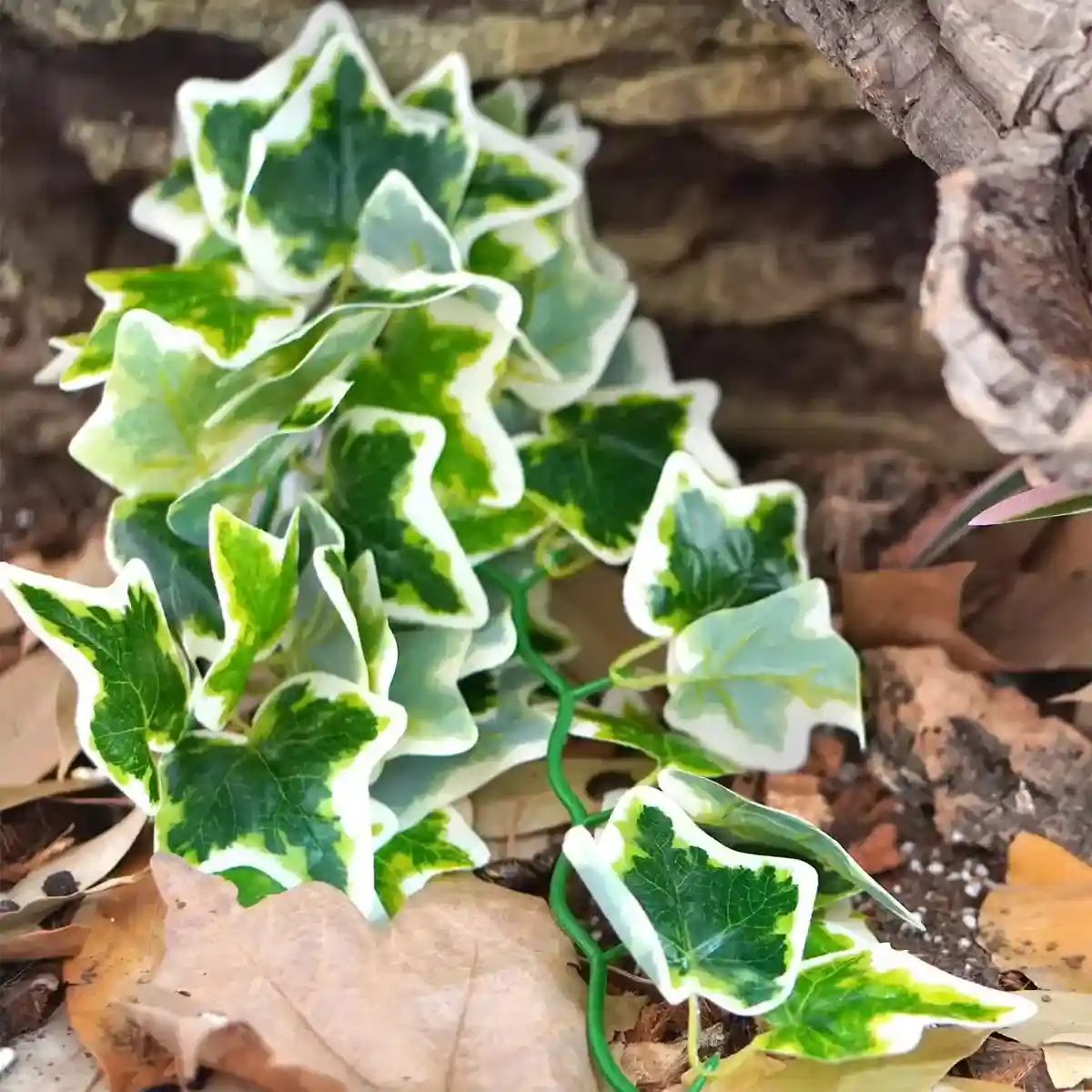 Reptile Habitat Artificial Ivy Vine for Terrariums and Cages - Image 10