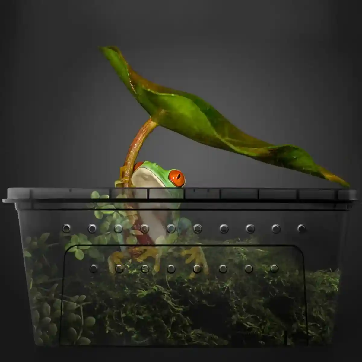 Reptile Breeding Box with Ventilation - Image 13