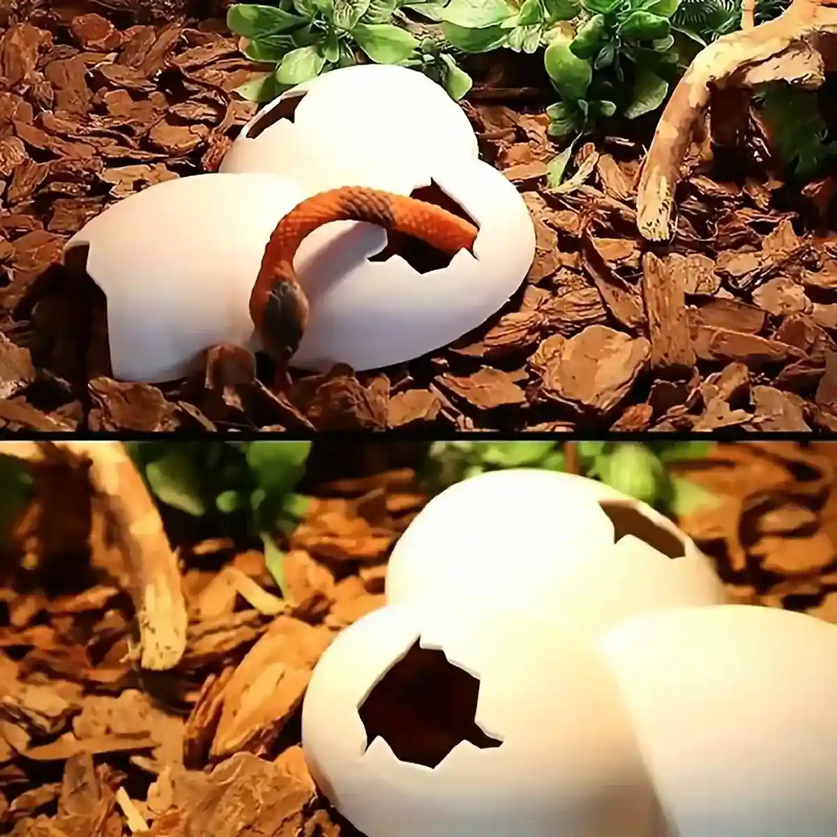 Natural Reptile Cave Hideout for Lizards and Terrarium Pets - Image 13