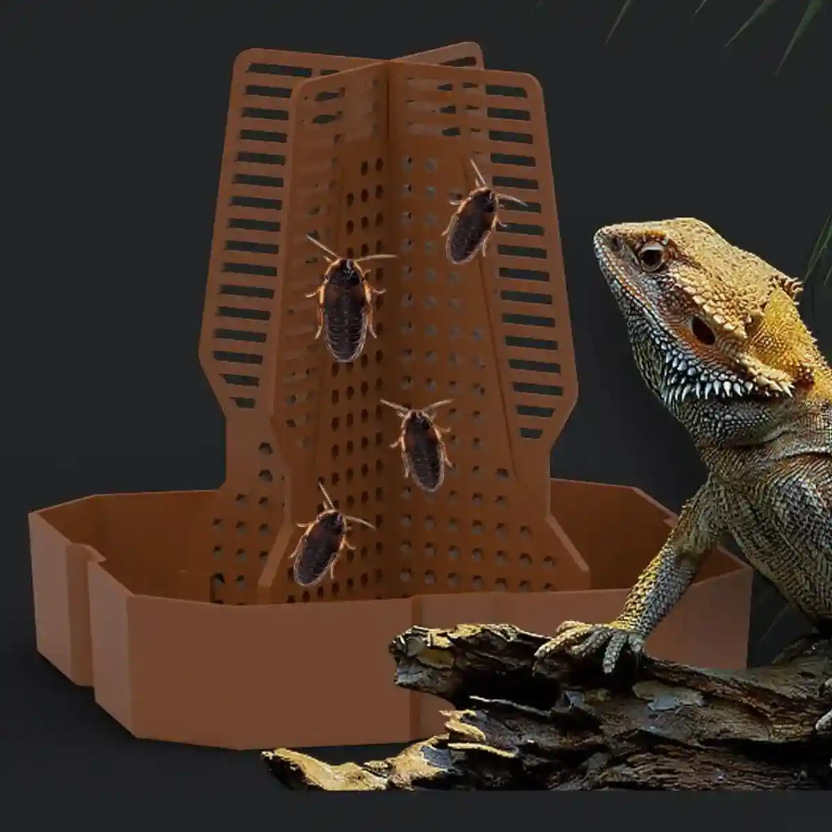 Reptile Feeding Basin with Anti-Escape Design - Image 10