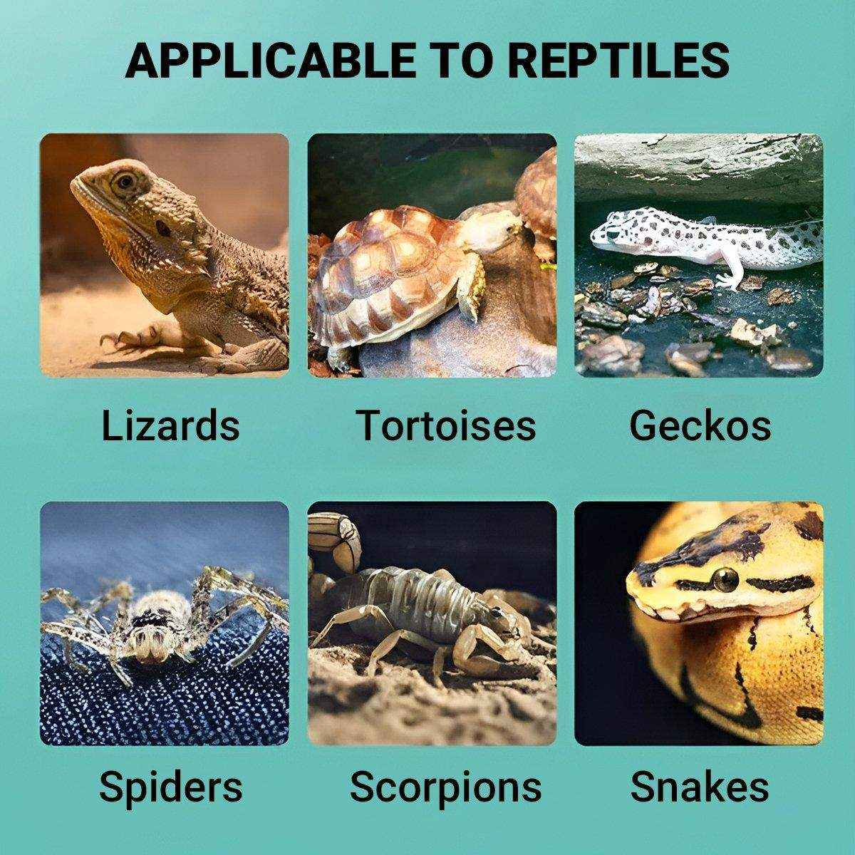 SuperRep Reptile Sand Climbing Sand Calcium Sand for Lizard Tortoise Hibernation - Image 14