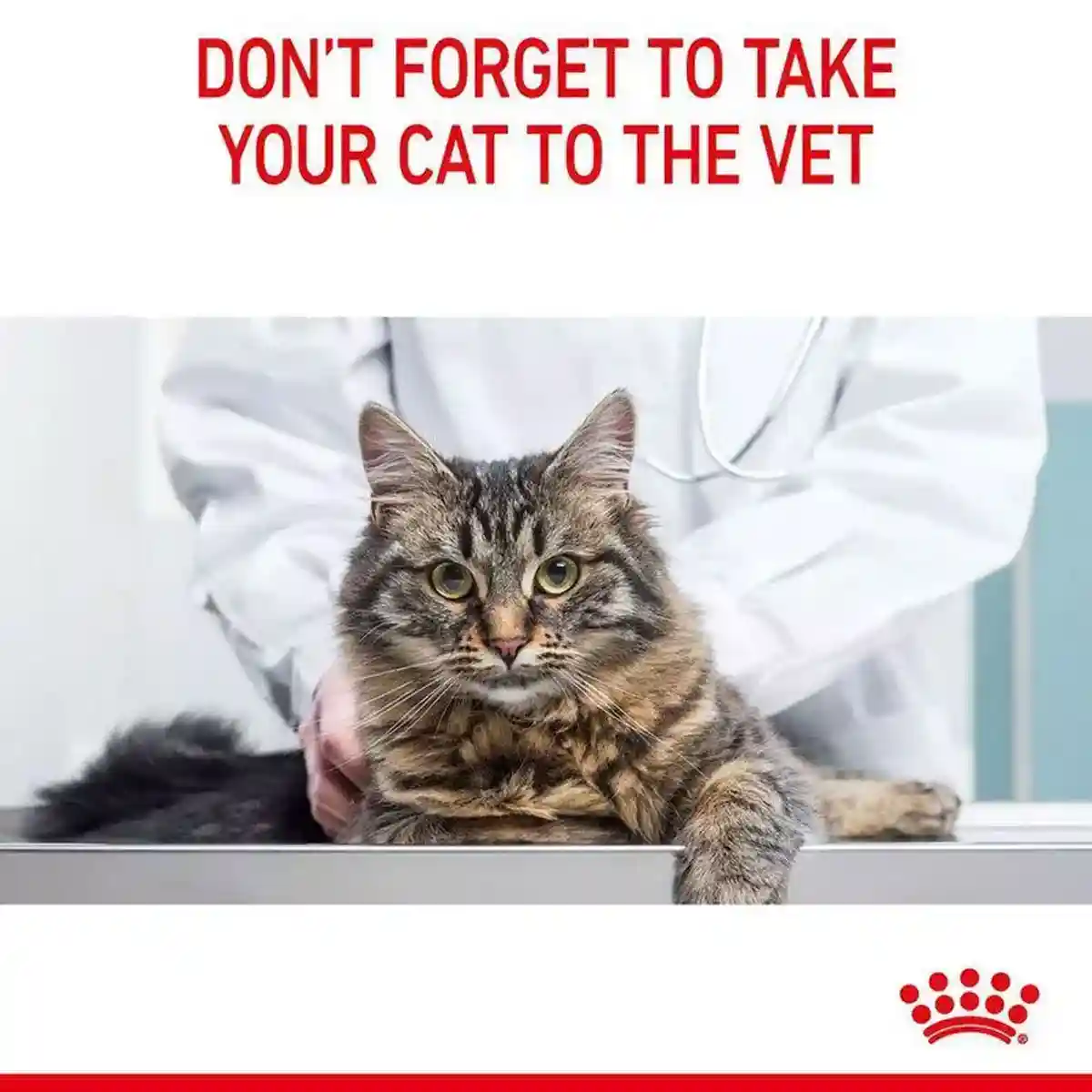 Royal Canin Dental Care Adult Dry Cat Food 400g - Image 10